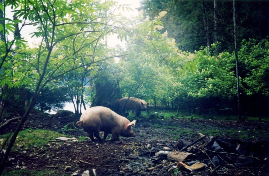 The collaged element in this photo of the pigs is found under the yellow boot in the fire pit in the foreground.