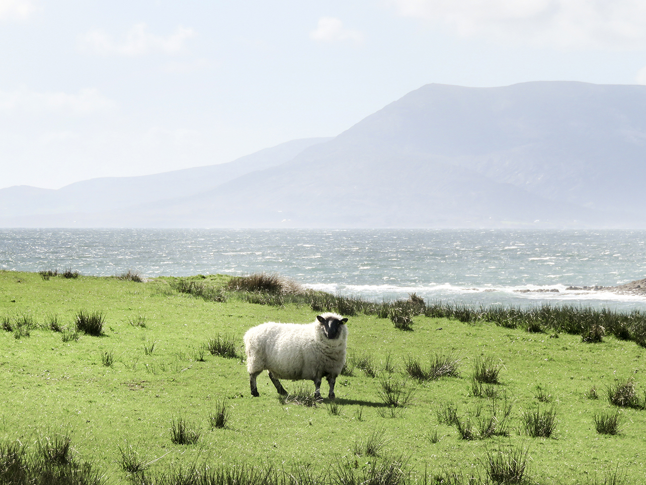 Claireonline_sheepshead1.jpg
