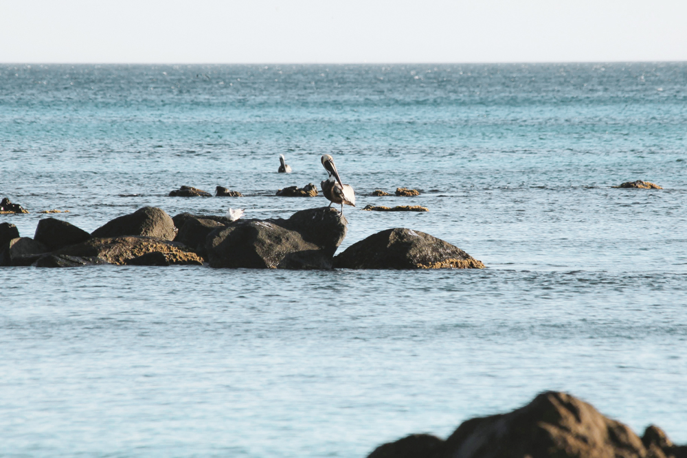 A bunch of lucky Pelicans...