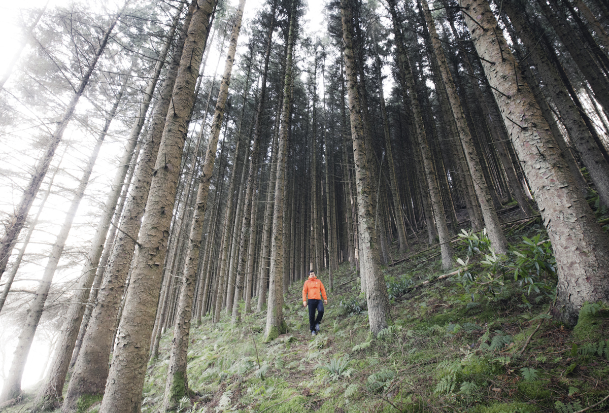 The trees here were amazingly high.