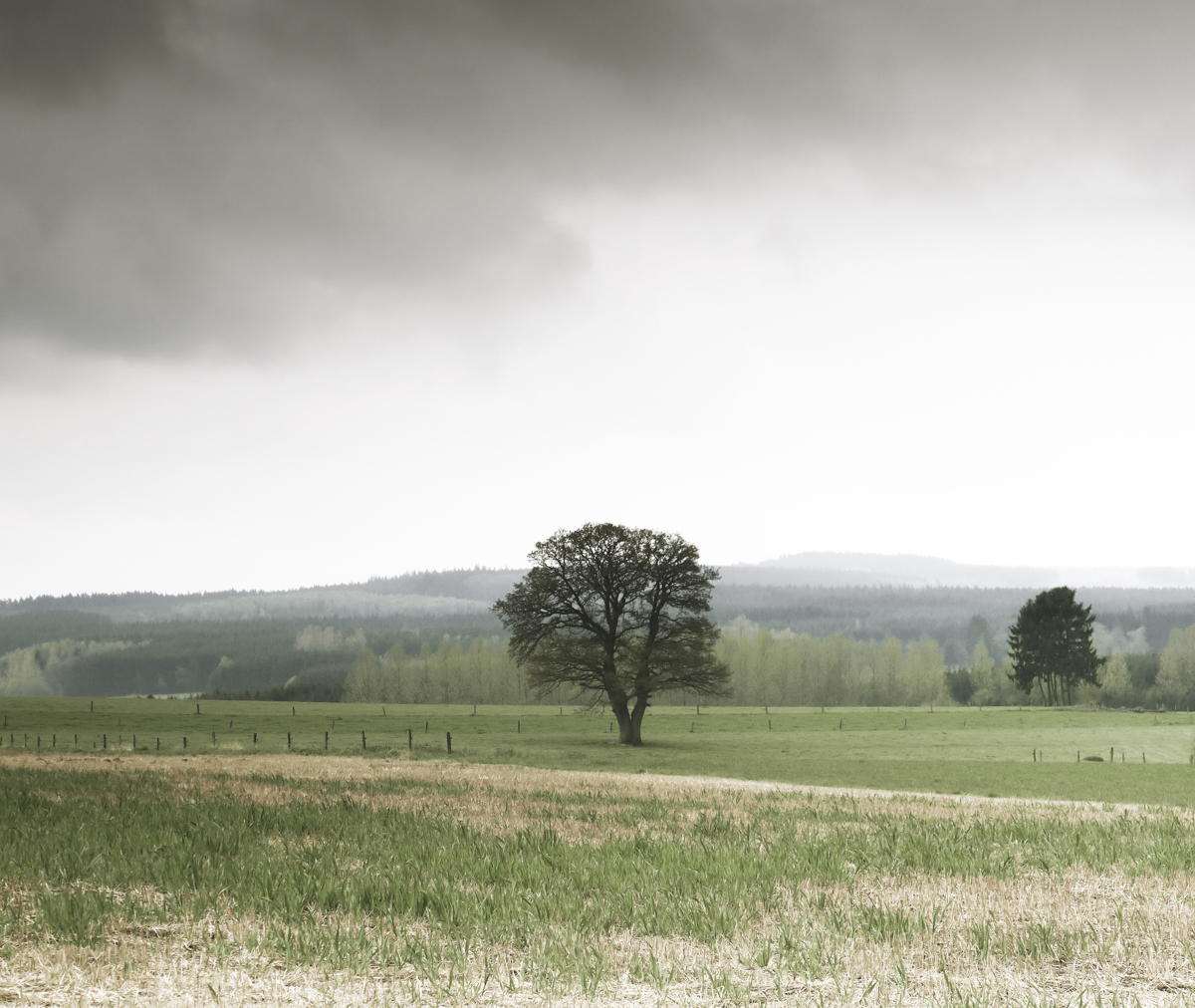 The open farmland with peaceful lonely trees on the hillside.