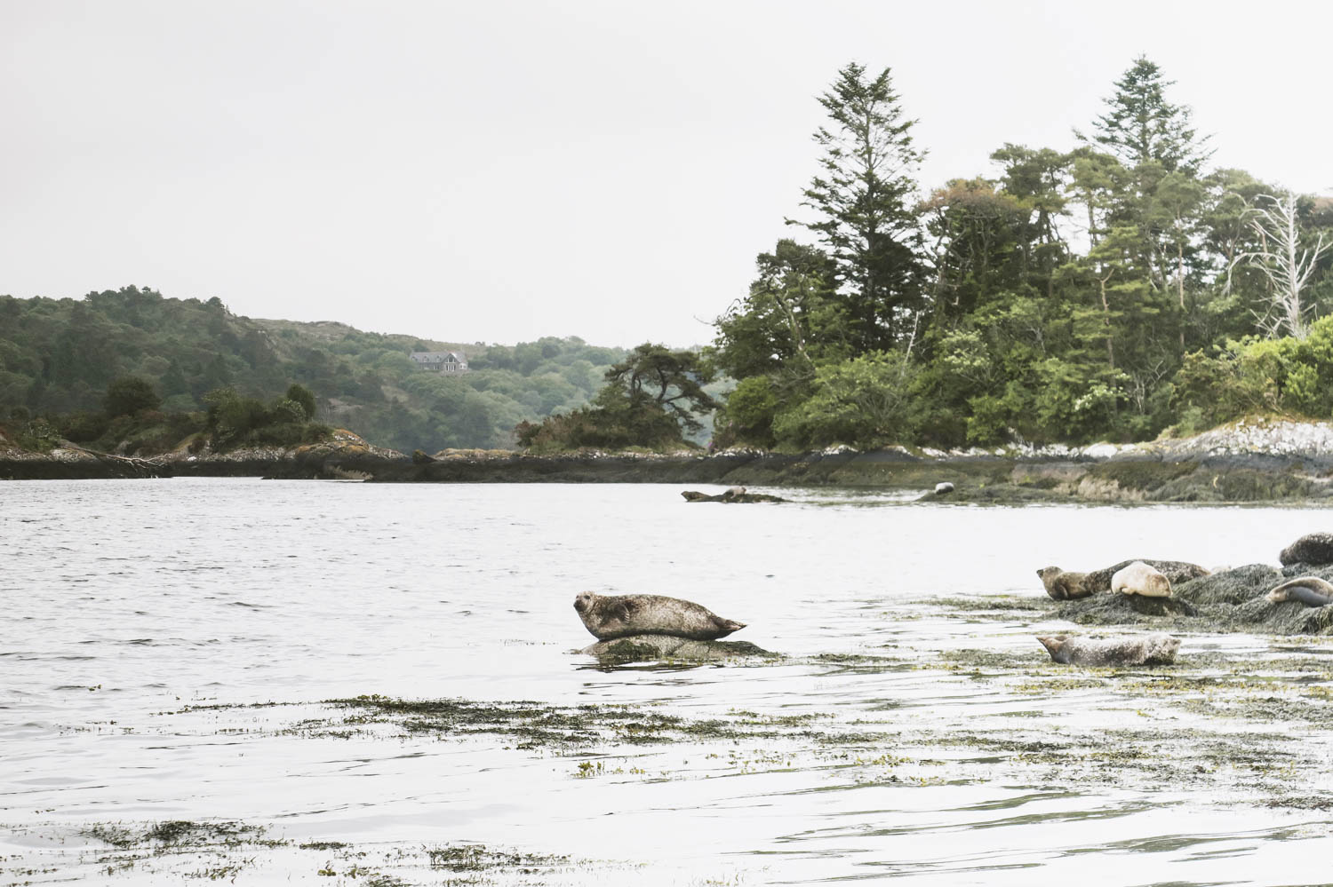 Seals acting like models on the rocks, waiting for someone taking a picture of them.