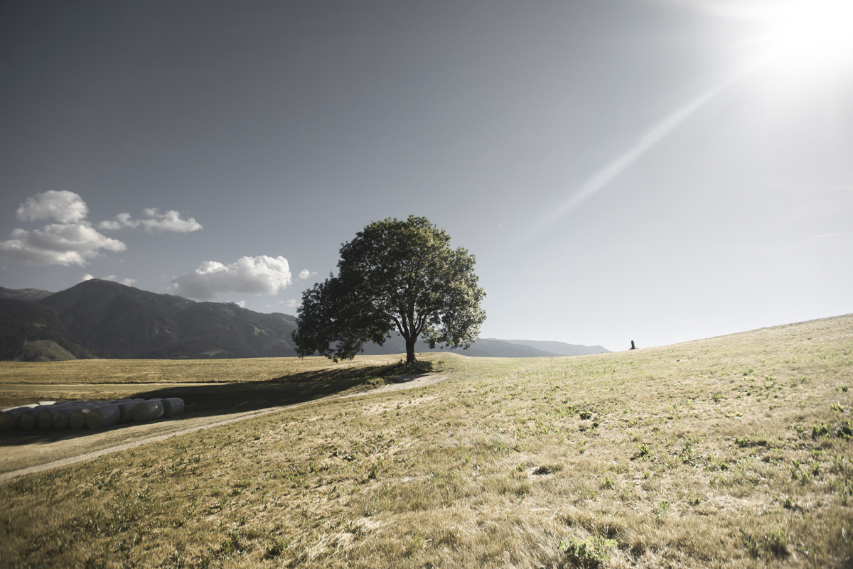 You gotta love lonely trees... Especially on this stunning hill in Val di Fiemme!