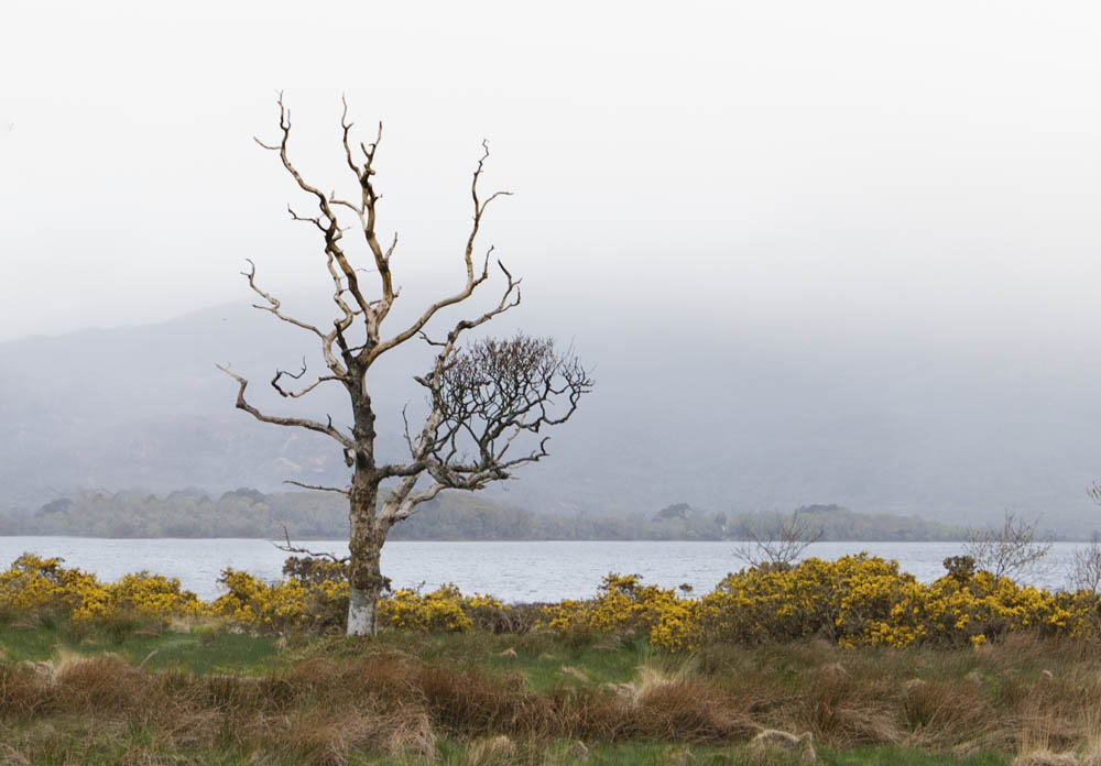 Standing besides the waters edge you can enjoy and experience some of Ireland's finest natural sceneries