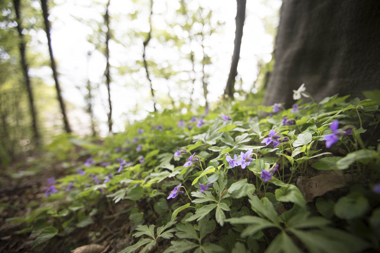 You will find many colorful flowers along the way