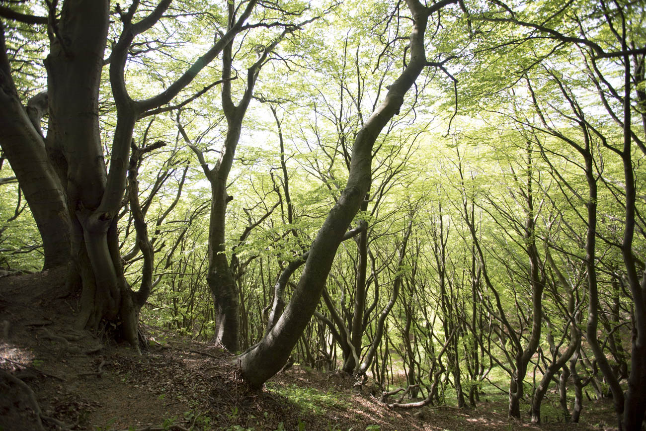 The path through the forest is simply magical
