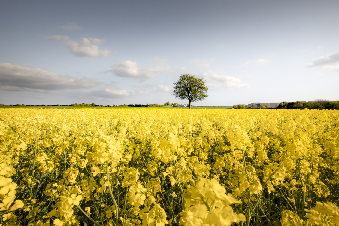 Trees rise above the yellow rapeseed fields.