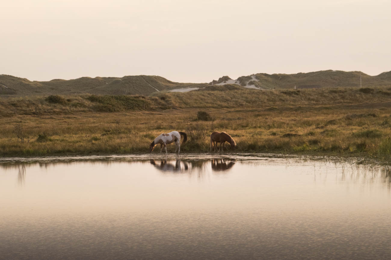ClaireDroppert-Blog_West-Jutland_IMG_5235.jpg
