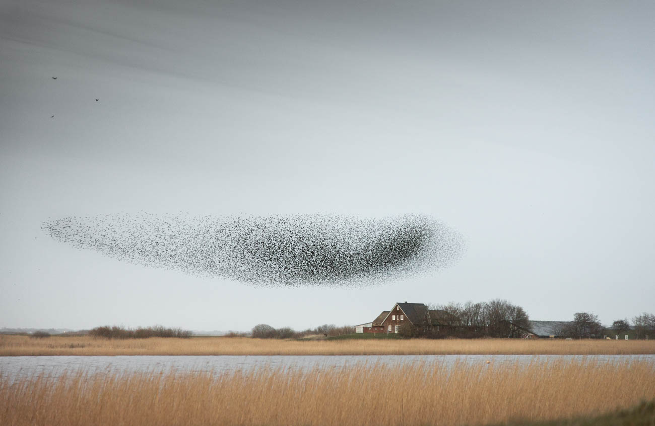 A flock of starlings, dancing magical patterns in the skies above the marches of Tønder. What a spectacular sight to see.