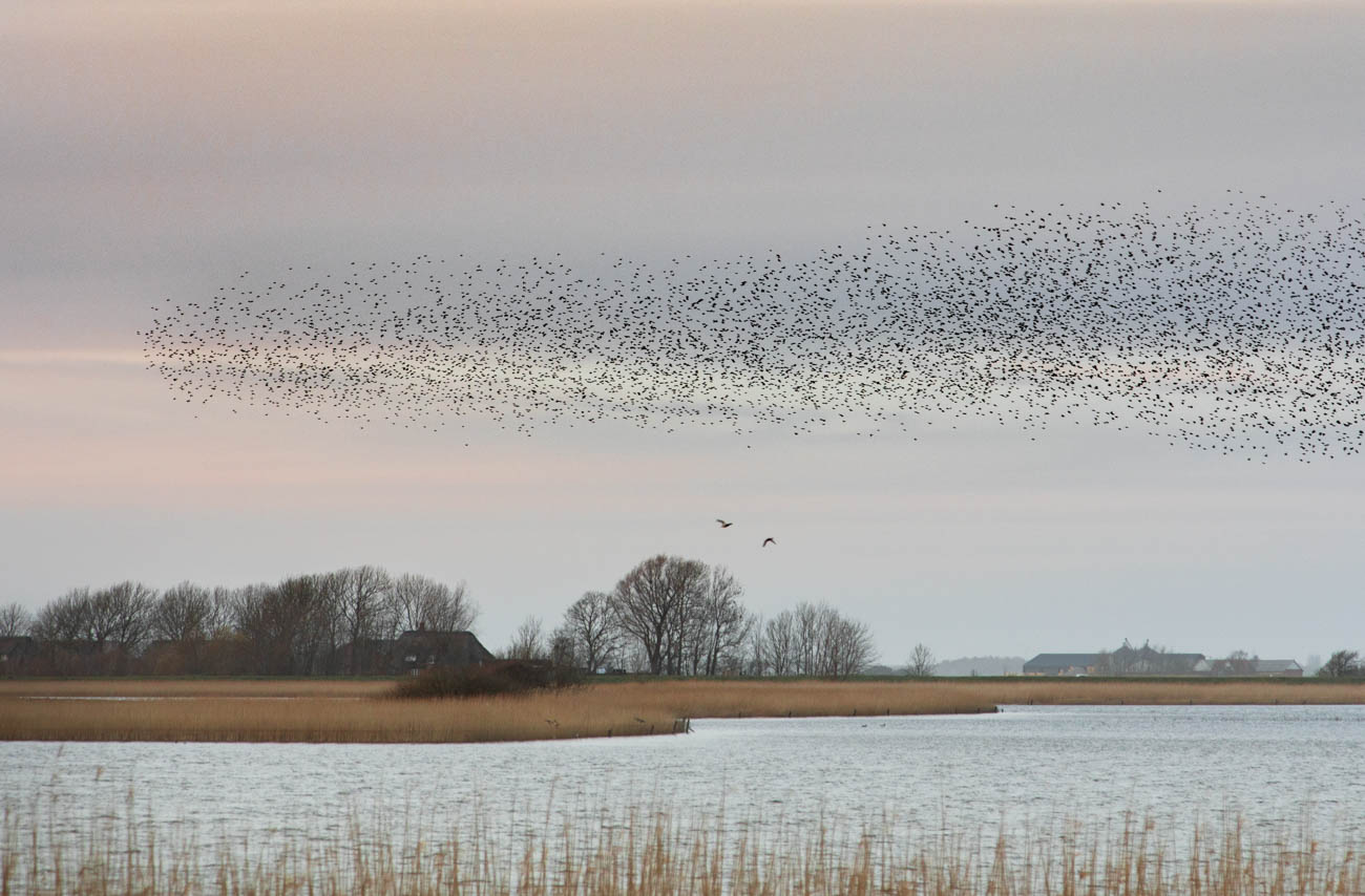 They gather here every evening, to find themselves a place to sleep among the reeds.