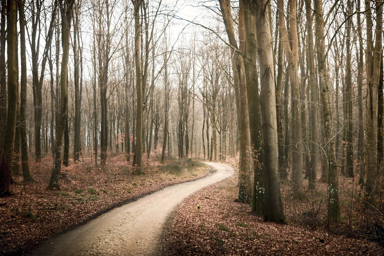 The small and winding paths adds even more magic to this forest.