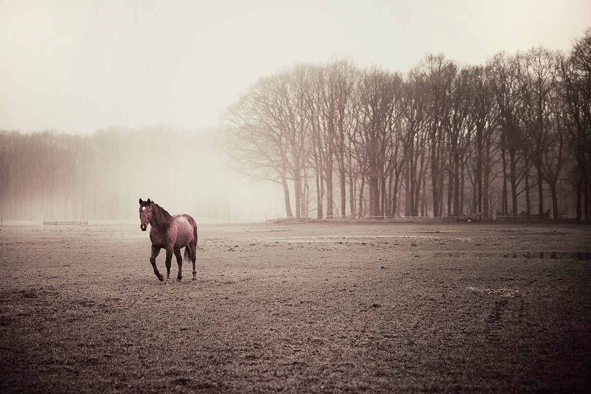 Dutch Silence_series_l_wandering.jpg