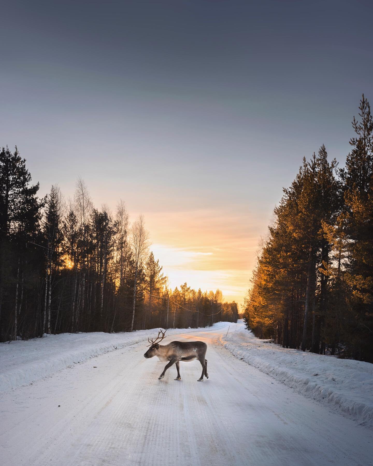 In the past few days, I have come to realize that all the cliches about Lapland are true.💛💙 The region is breathtakingly beautiful, and is home to some extraordinary unspoiled landscapes. It is truly an amazing destination to explore. Expect to see
