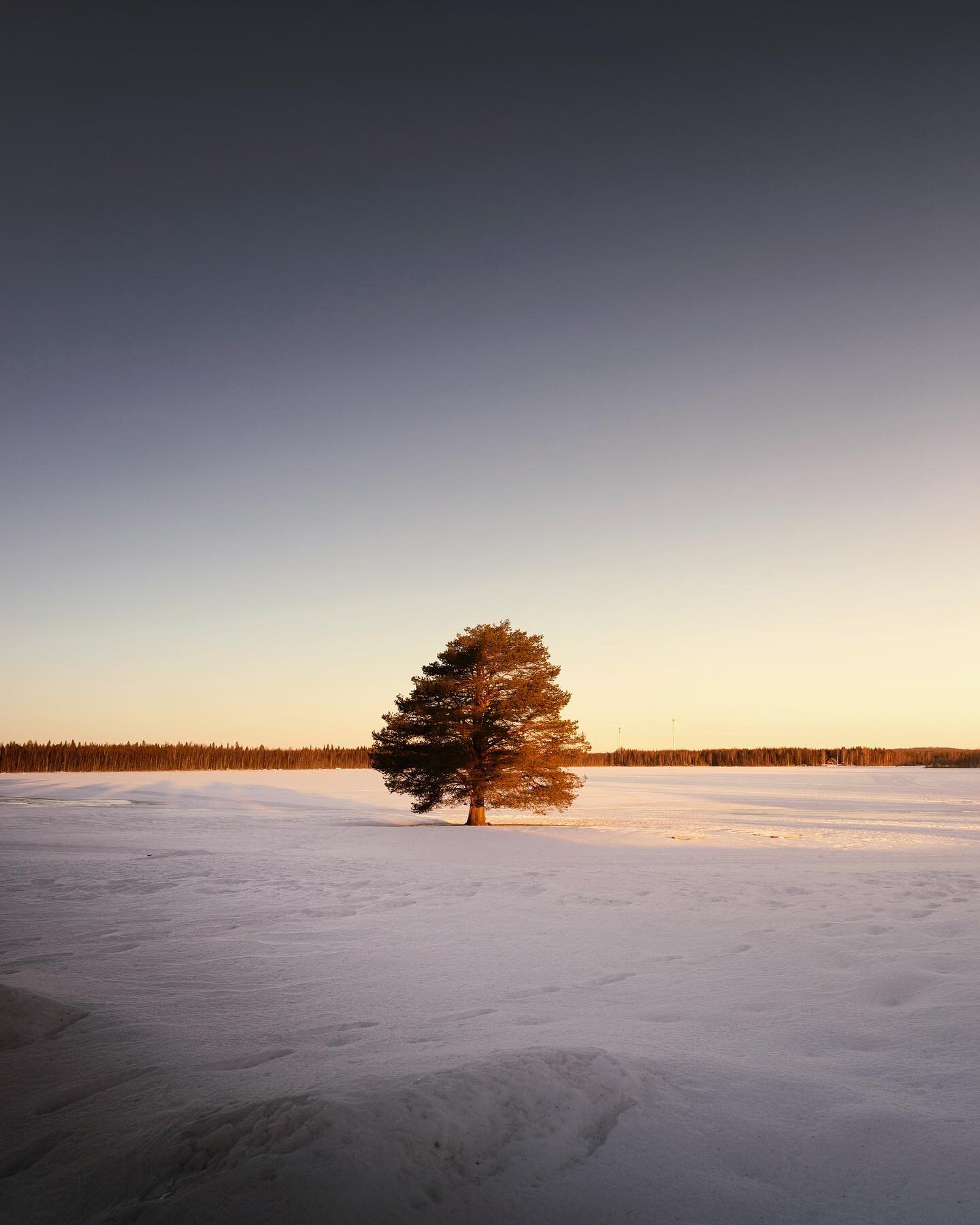 The first rays of sunlight crept over the horizon, as I stepped outside my cabin at @nordiclapland_frevisoren. It was a beautiful morning of Silence. Pure bliss! 💙 

@swedishlapland @heartoflapland