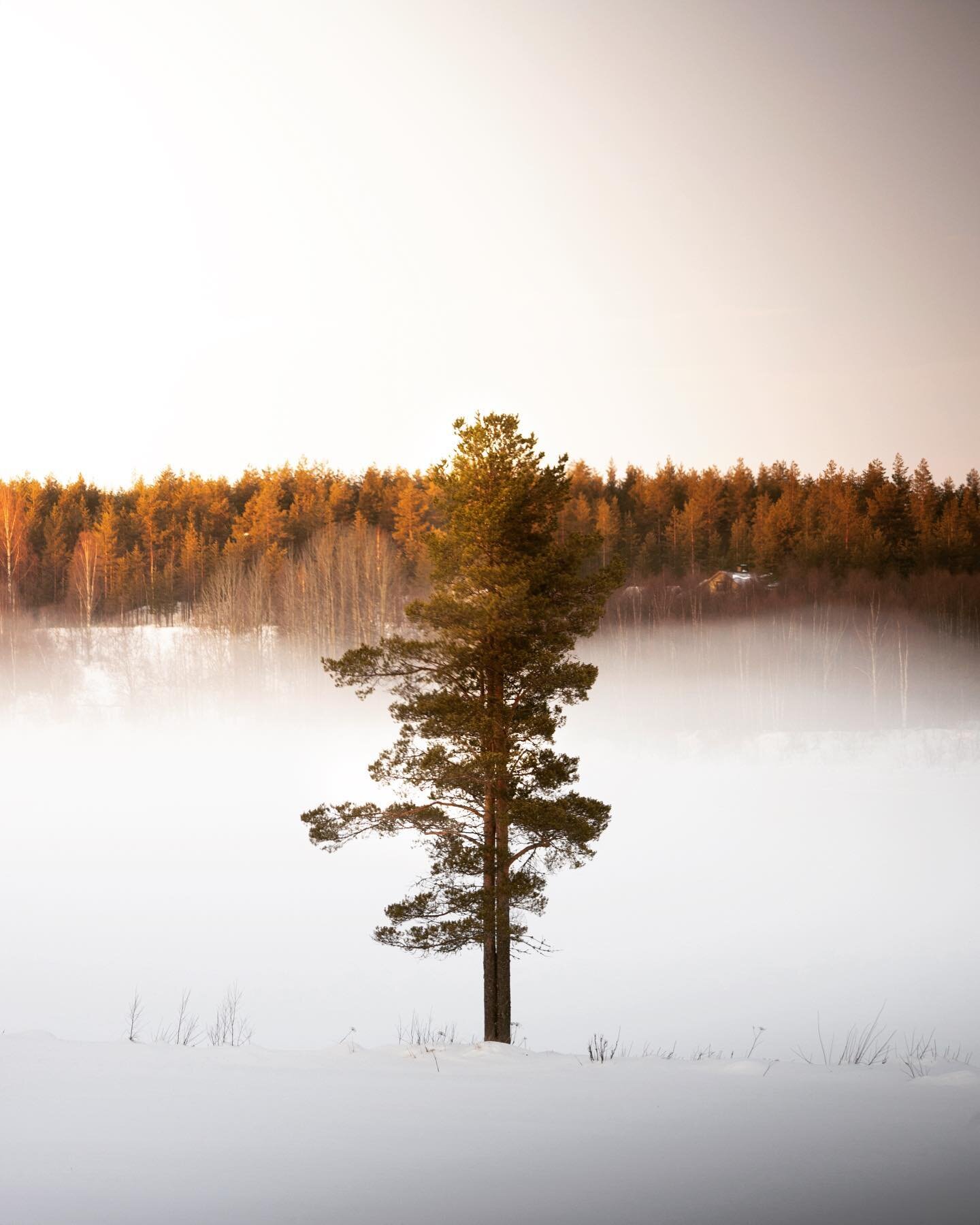 Finding tranquility in the midst of a misty landscape. The stunning cold fog during this sunset in Lapland was a result of the amazing process of radiative cooling. It created a serene atmosphere at the Torne river where this lone tree stands out in 