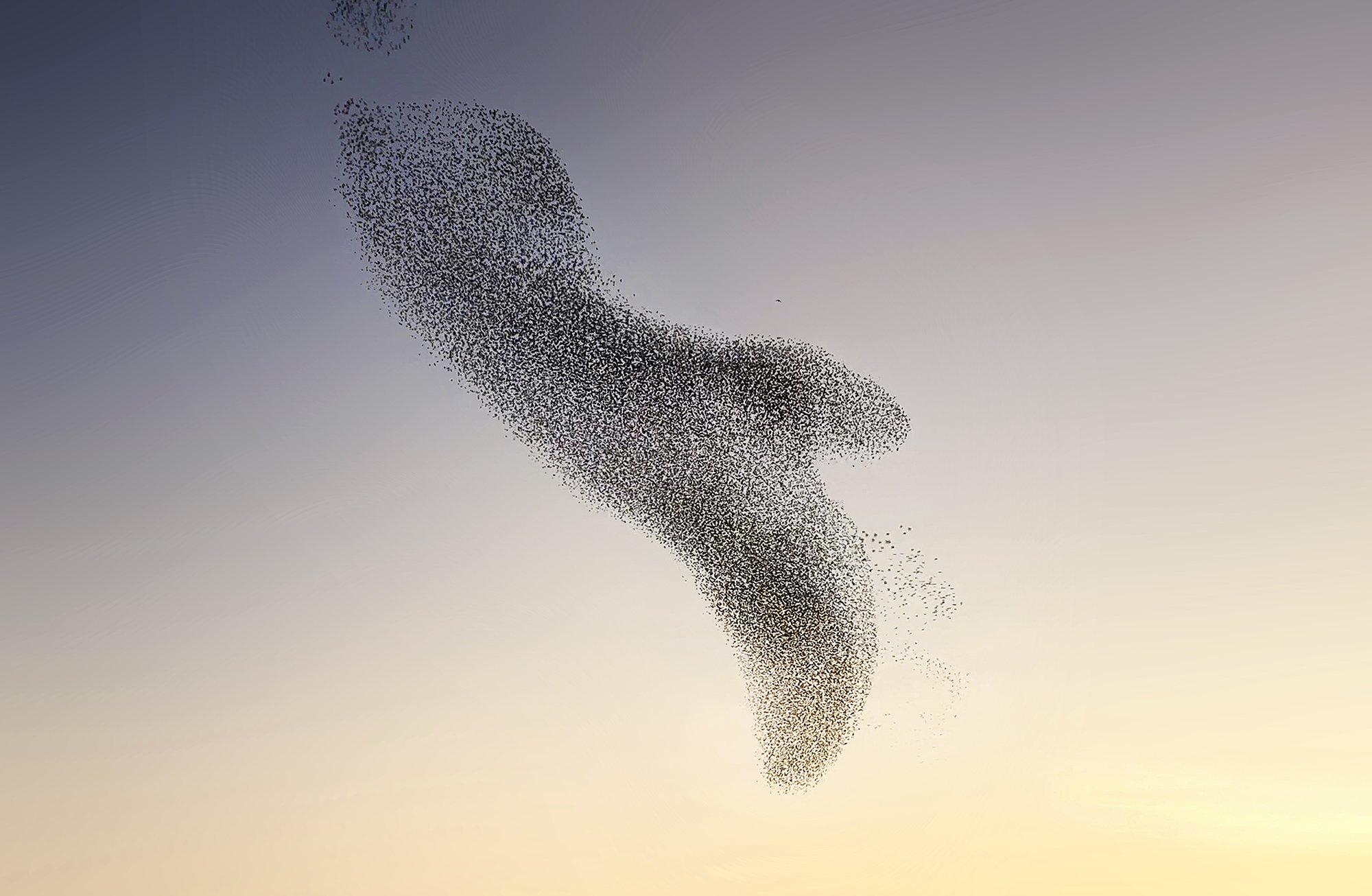 ClaireDroppert-starlings-murmuration-Booth.jpg