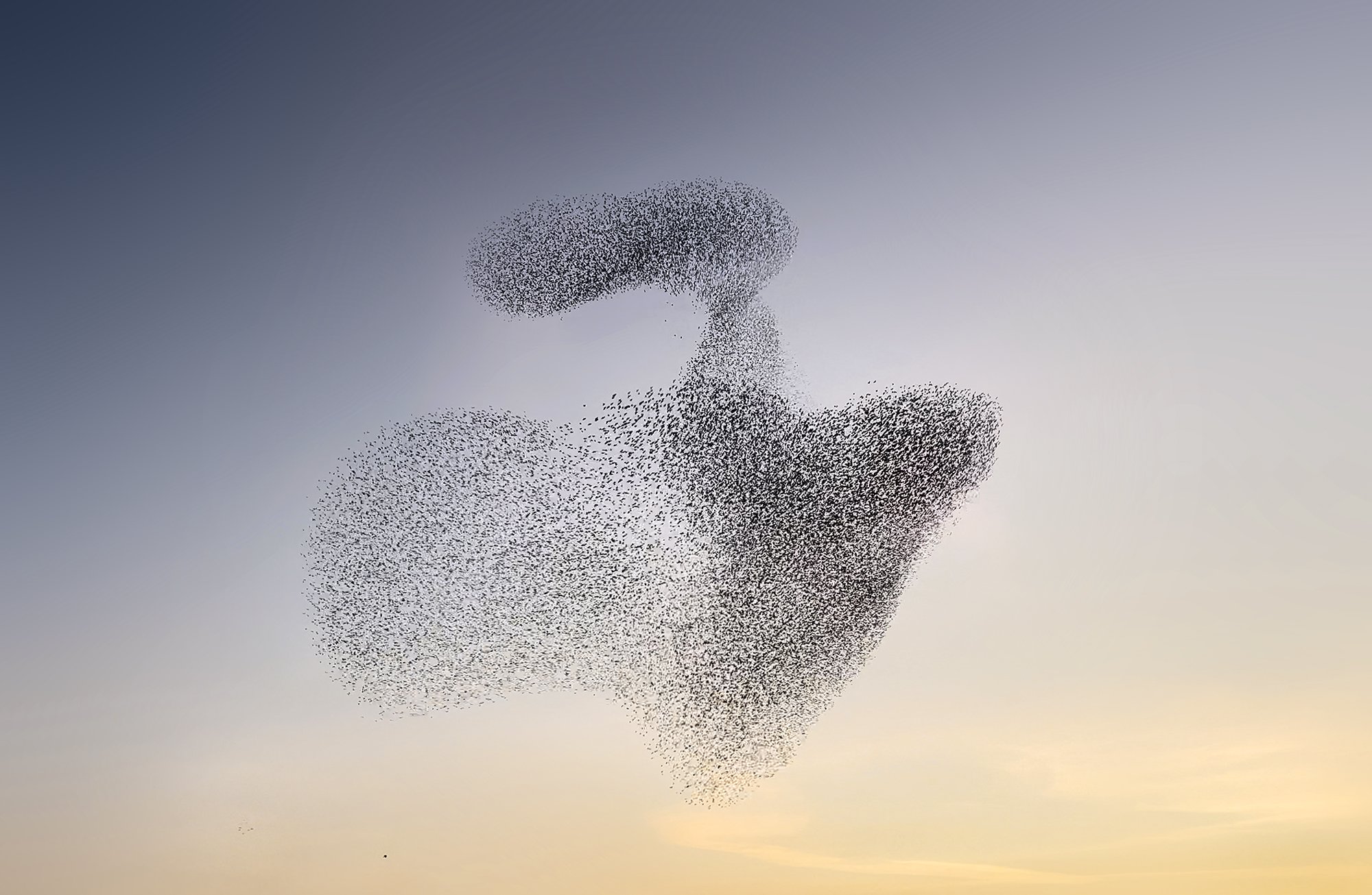 ClaireDroppert-starlings-murmuration-Ghost.jpg