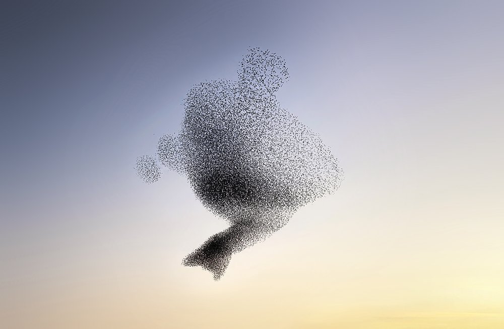 ClaireDroppert-starlings-murmuration-Ballfish.jpg