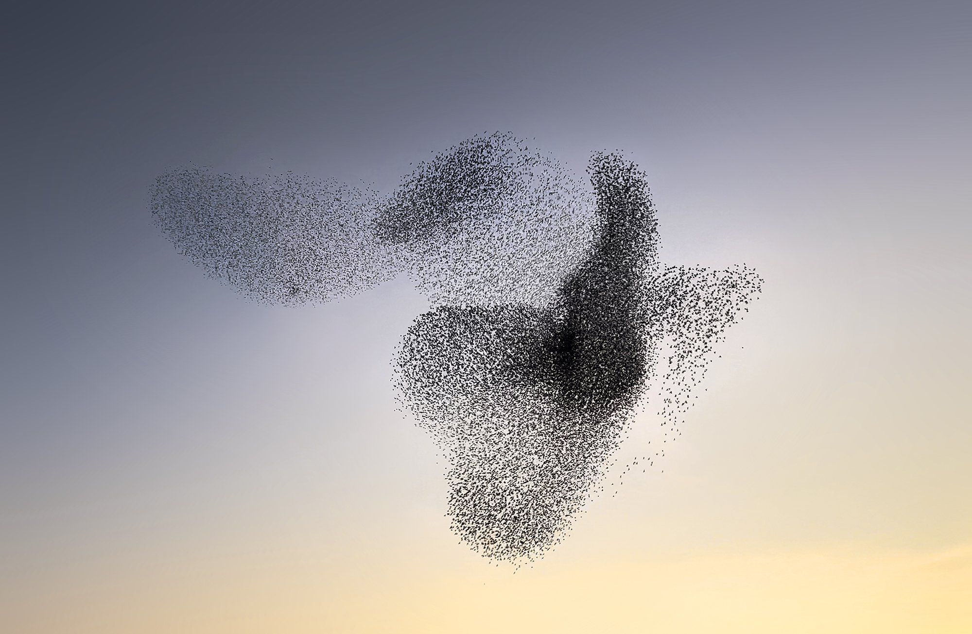 ClaireDroppert-starlings-murmuration-Diver.jpg