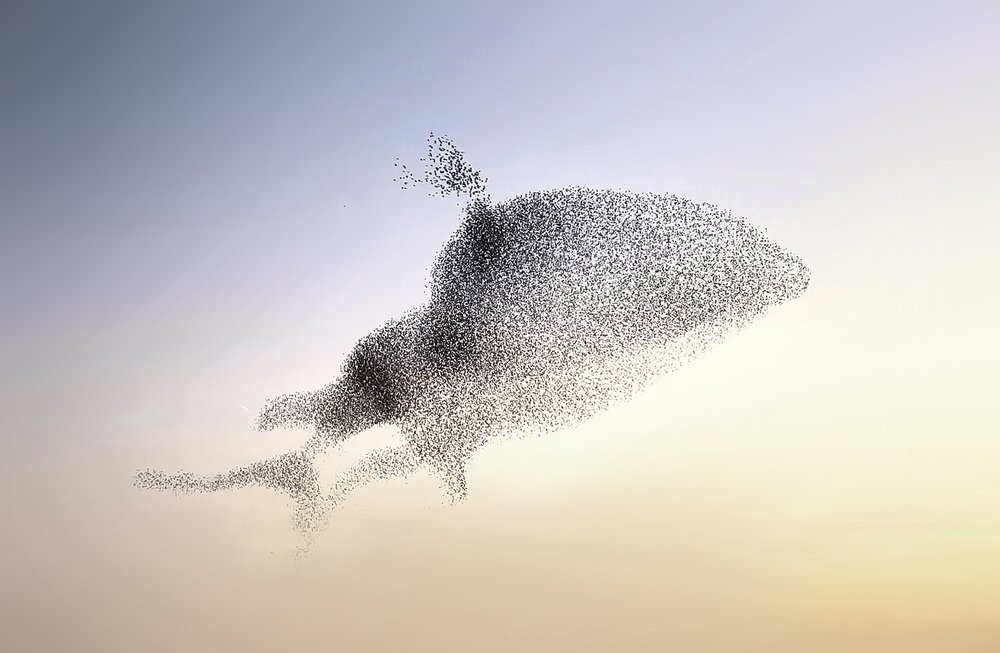 ClaireDroppert-starlings-murmuration-Dolphins.jpg