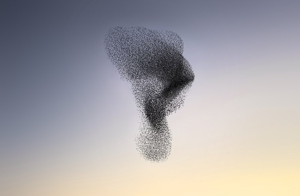 ClaireDroppert-starlings-murmuration-Nose.jpg