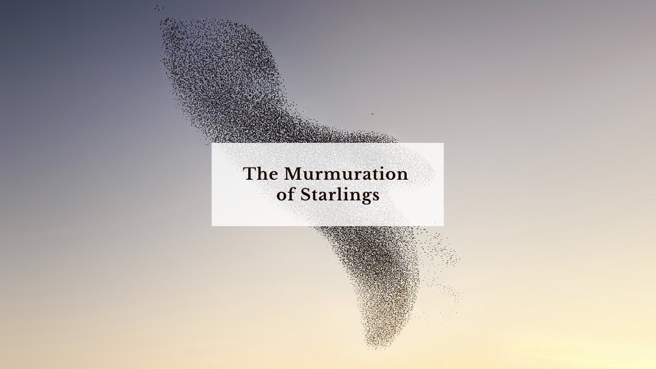 blog-murmuration-of-starlings-claireonline.nl.png