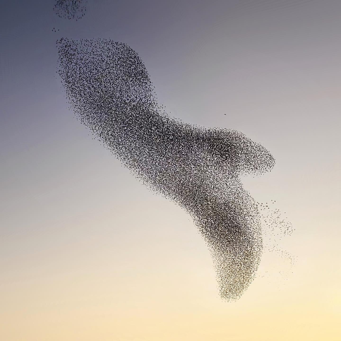 A breathtaking dance unfolded before my eyes as 100,000 birds came together and performed astonishing acrobatics, weaving interesting shapes in the air. 

I have created a series called &lsquo;Bird Creatures&rsquo;. To see the whole series, check out