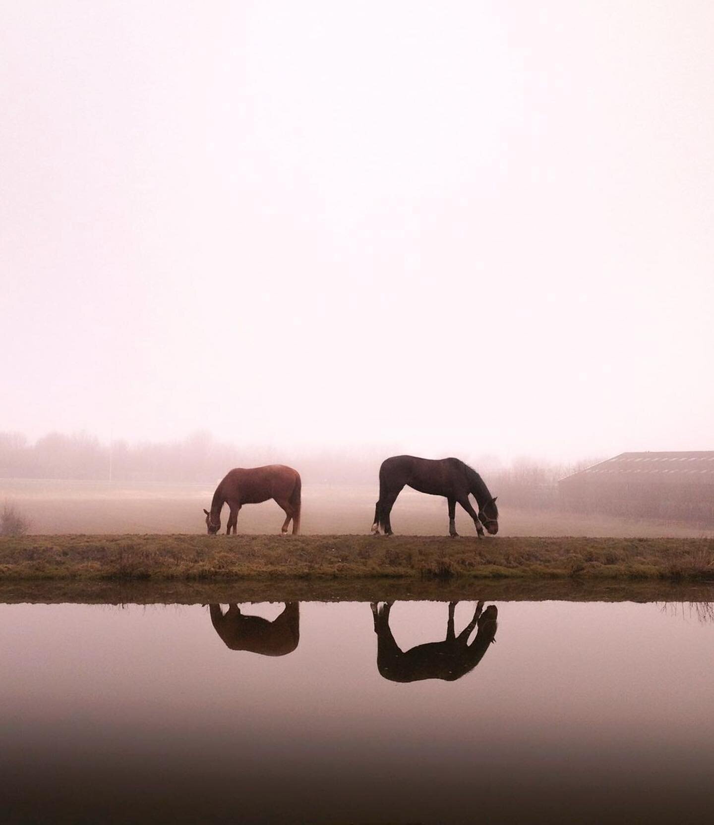 Four of a kind.. captured on a silent morning. 💛 #shotoniphone