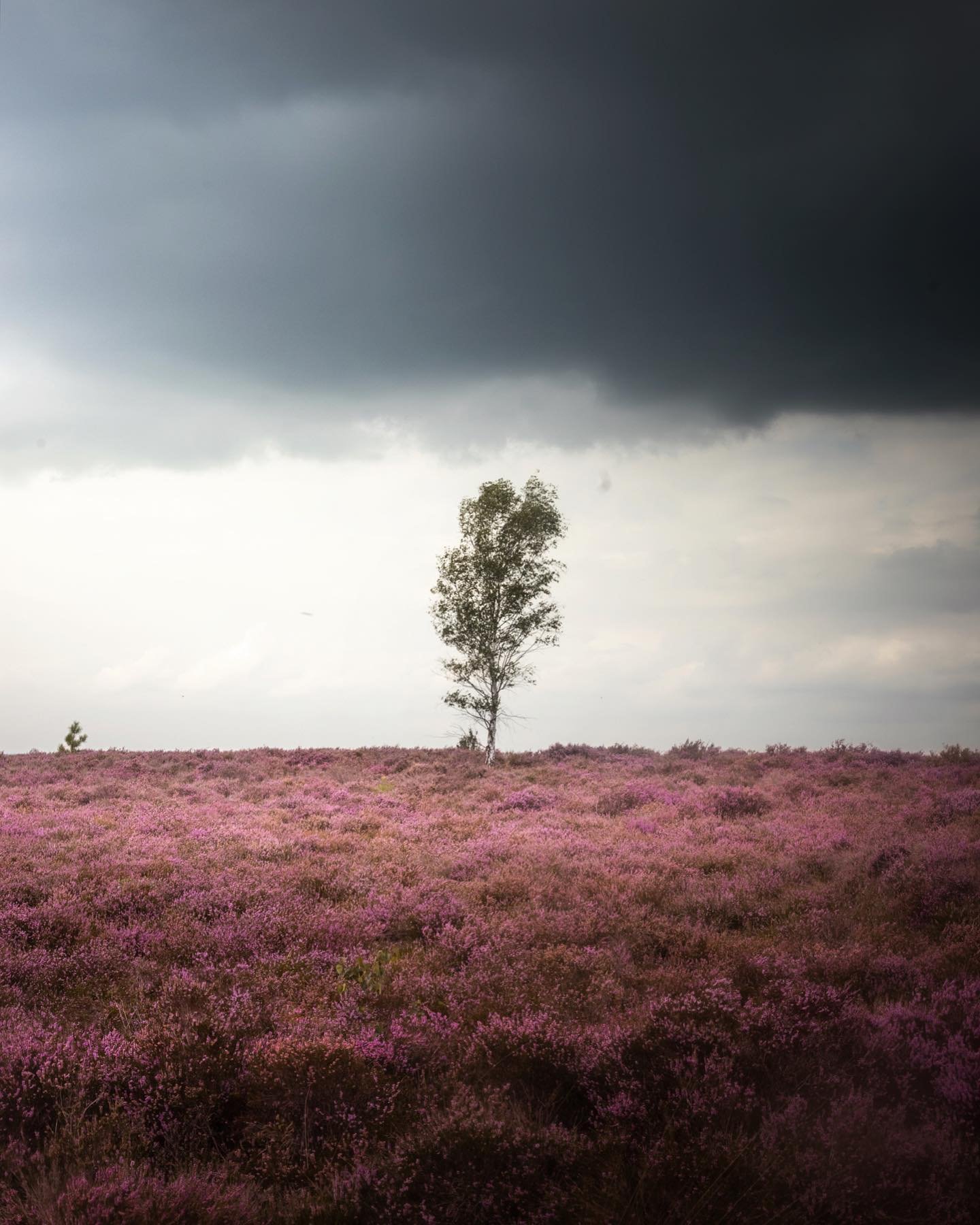 Blooming heather and dramatic skies at the Sallandse Heuvelrug, a national park just a short distance from our @villatent accommodation. #Glamping in nature here is an incredible experience, combining luxury and the great outdoors. 🌲⛺️😍 Explore the