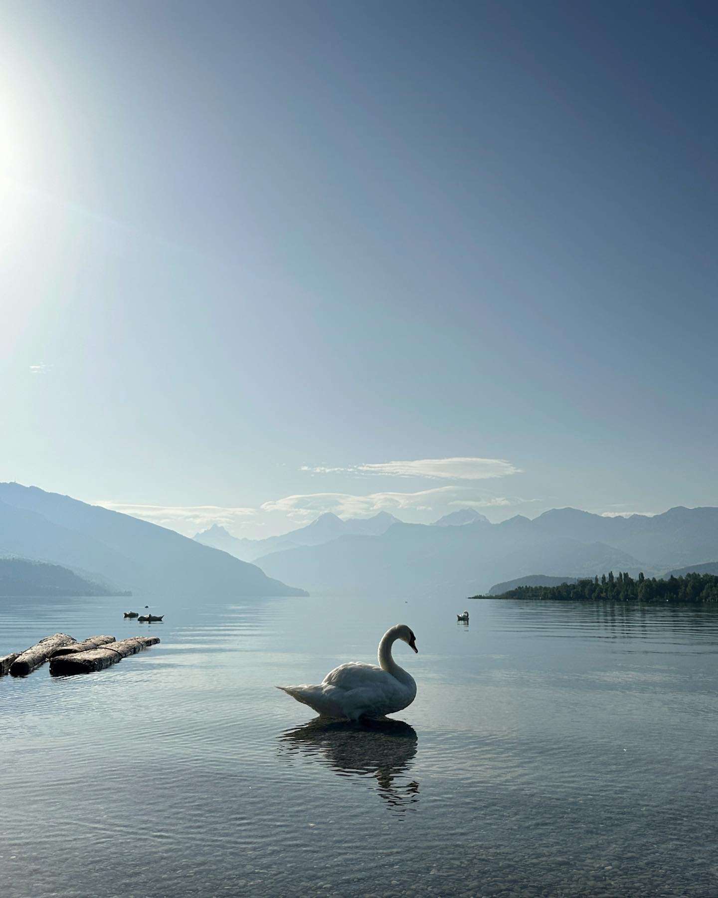 I just returned from a short trip to Switzerland, and like my previous visits to this amazing country, it did not disappoint. 😍🇨🇭💛 #shotoniphone 

#switzerland #thun #lakethun