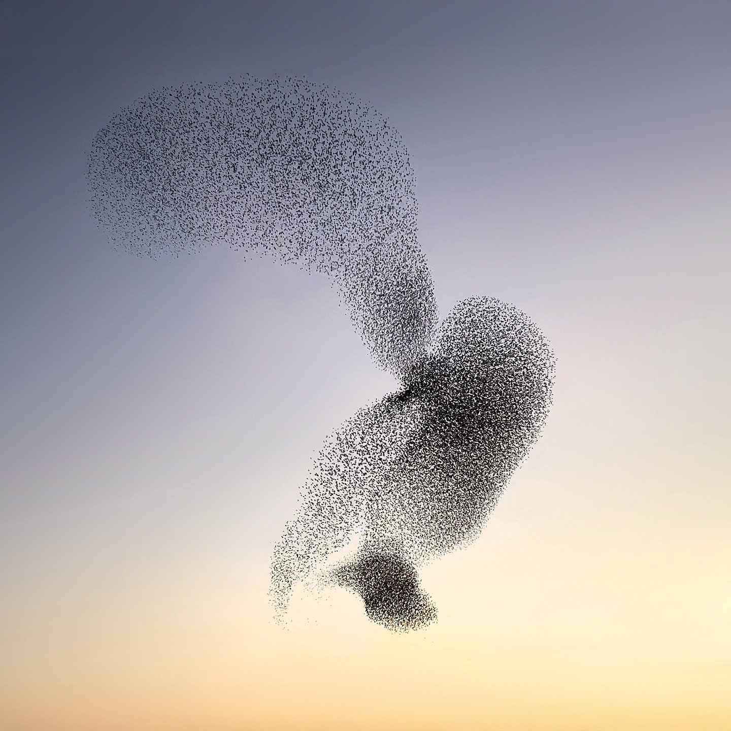 I am very excited to announce that my &lsquo;Bird Creatures&rsquo; series capturing the flight of starlings in the evening sky, will be showcased at the Anna Singer Art exhibition at @singerlaren from April 8 to 13. Will you come and see it? ✨👀

#Bi