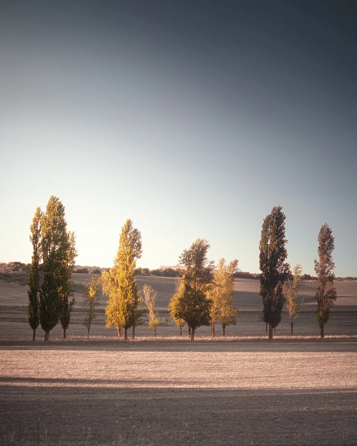 Going through my archives, I stumbled upon a flashback to this golden sunset in Andalusia, years ago. Just warm light, silence, and a simple line of trees. Such amazing memories. 💫

#sunsetphotography #landscape_lovers #travelphotography #goldenhour