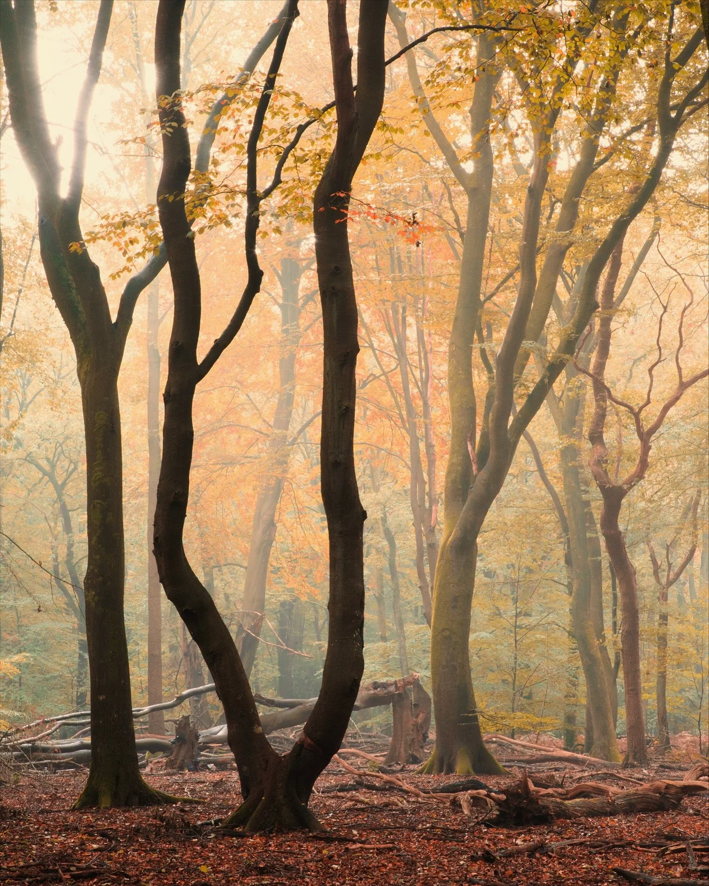 Who else is in full autumn mode? #🍂🍄🍁