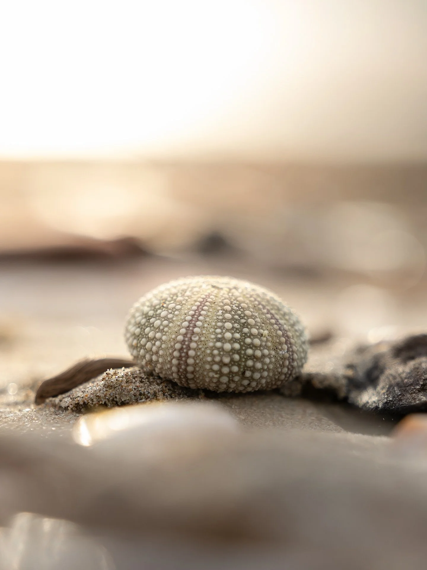 The field test with the Canon EOS R6 Mark III continued at the coast, where dunes met the sea and light kept changing. After Storm Benjamin, the beach was filled with shells, and sea urchins. Wind shaped worlds, ready to be captured by me! The high-r