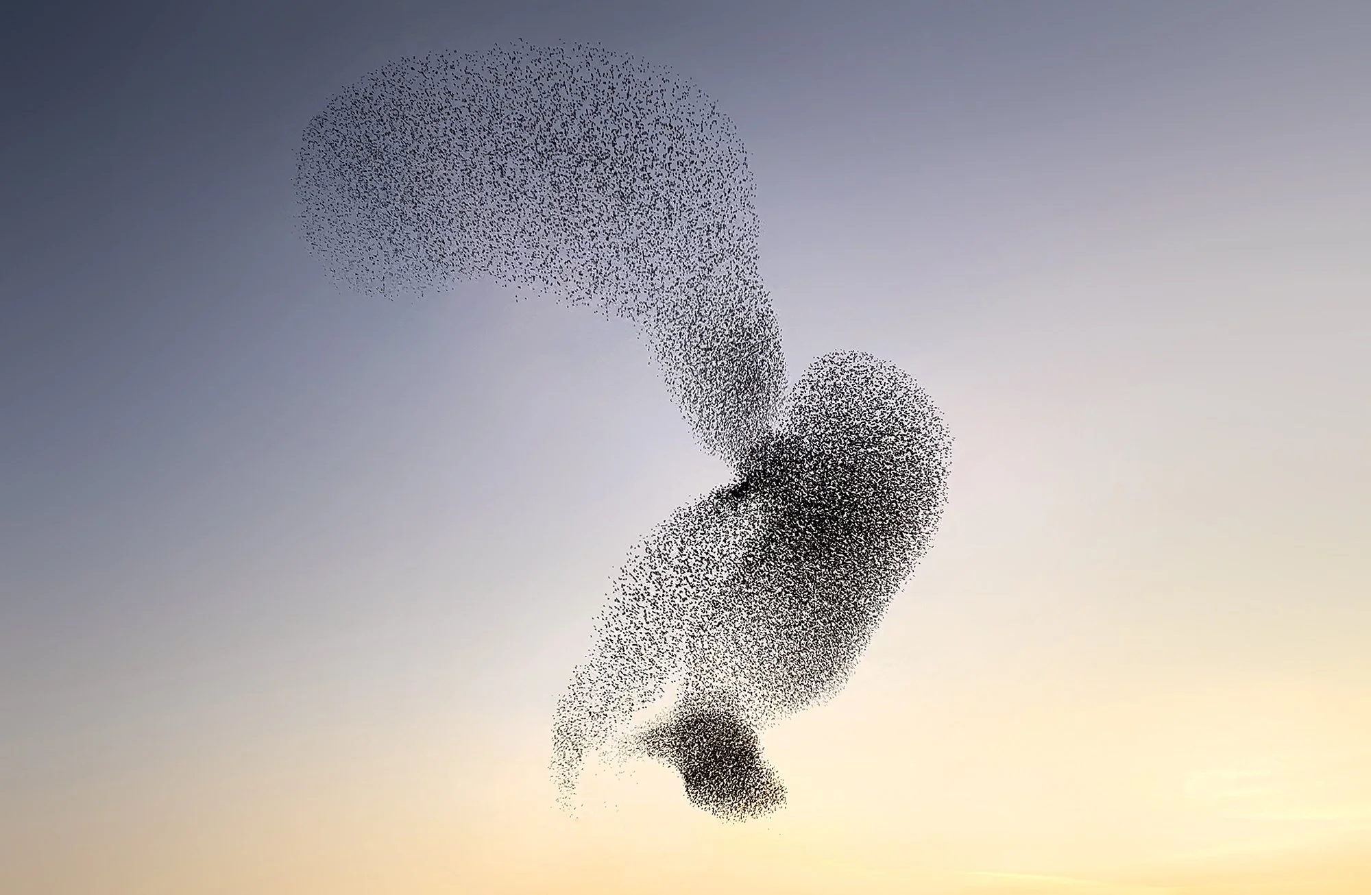 ClaireDroppert-starlings-murmuration-Owl.jpg