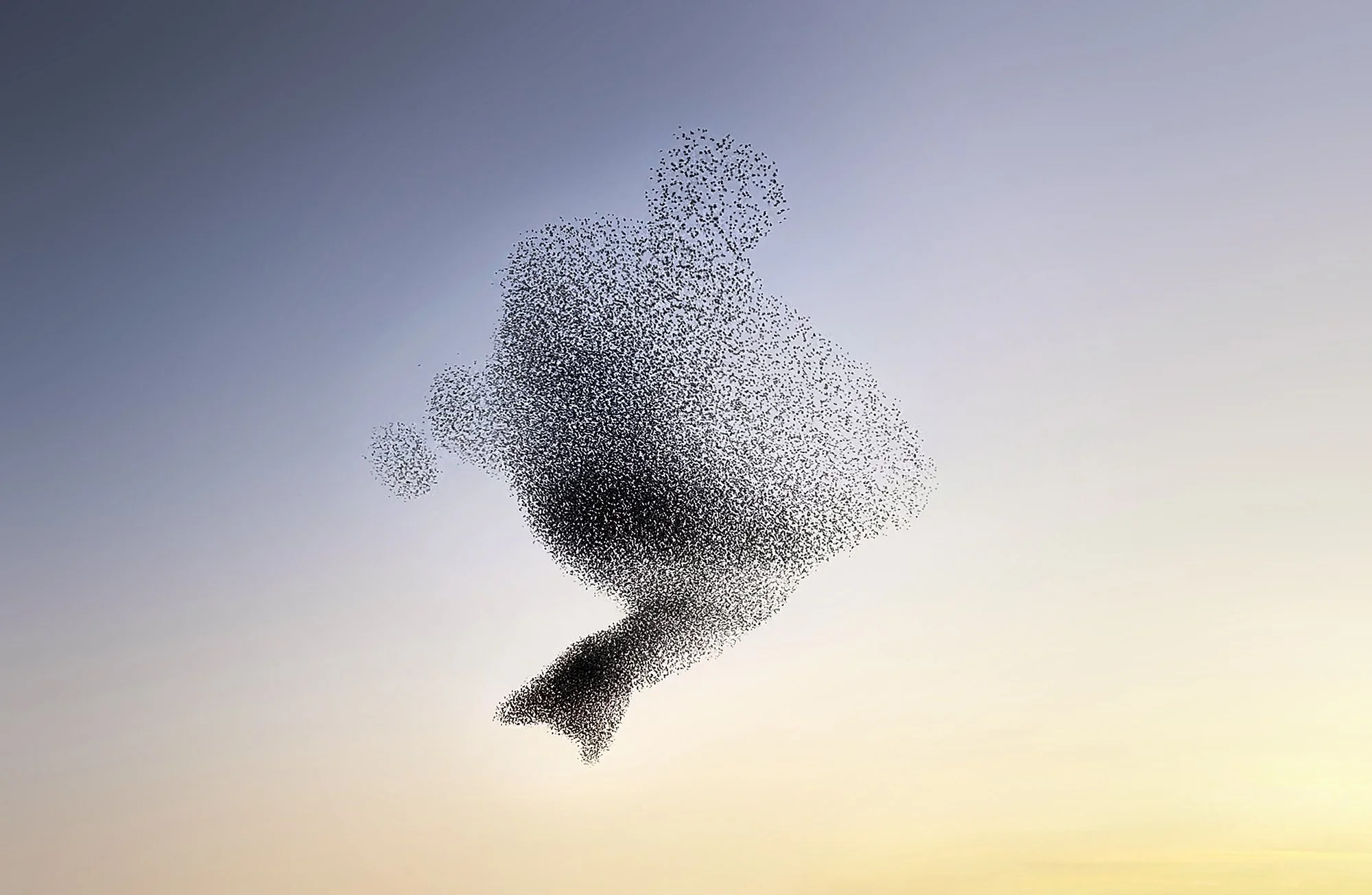 ClaireDroppert-starlings-murmuration-Ballfish.jpg