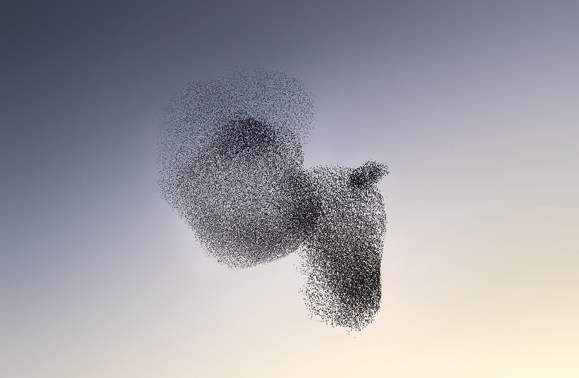 ClaireDroppert-starlings-murmuration-Hippo.jpg