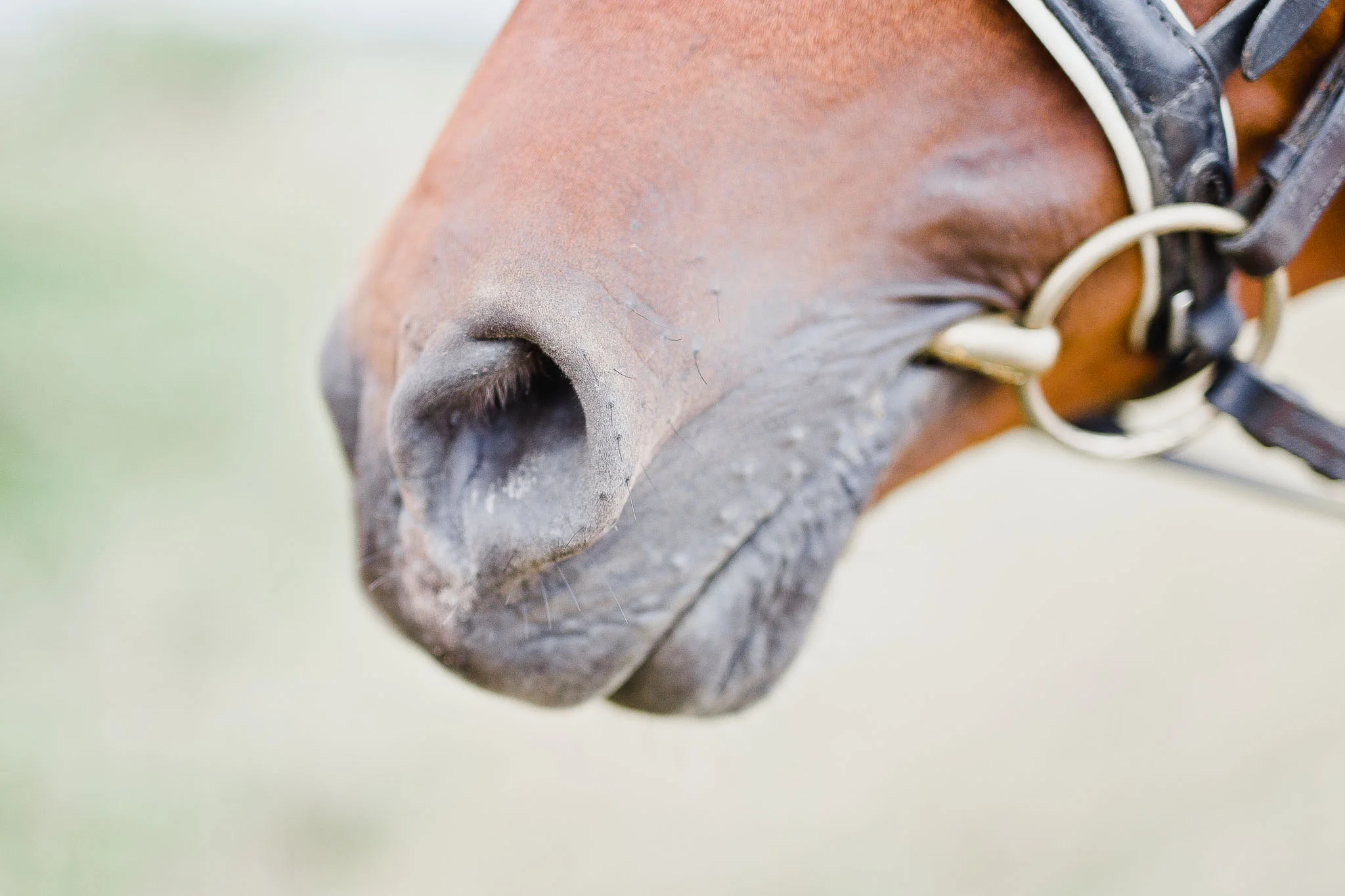 Charlotte & Ponies Compressed-107.jpg