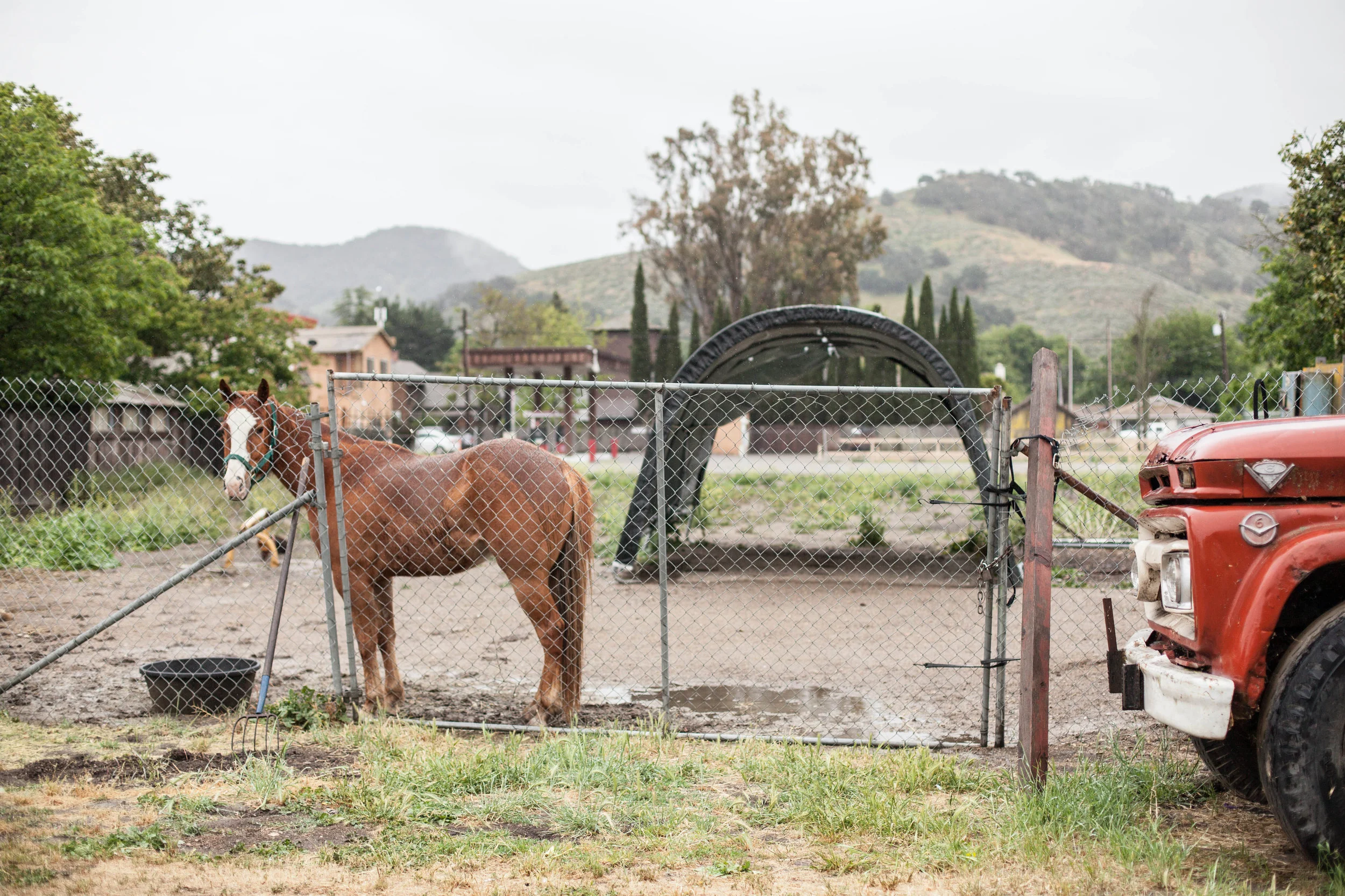 Los Alamos_Horse (2 of 2).jpg