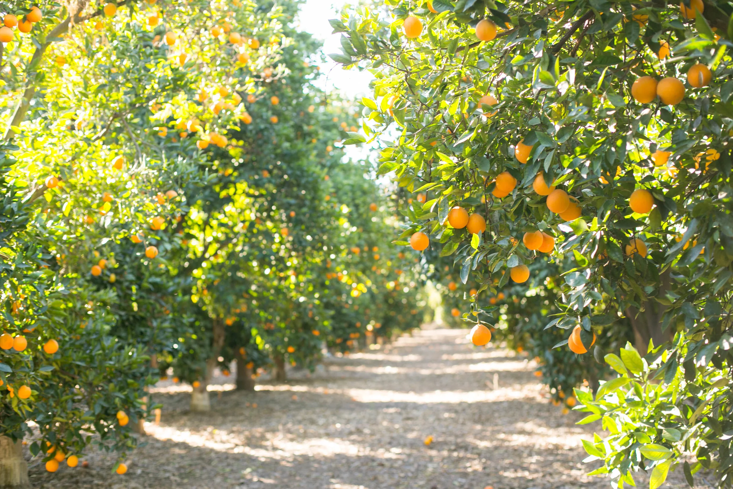 Oranges (1 of 1)-5.jpg