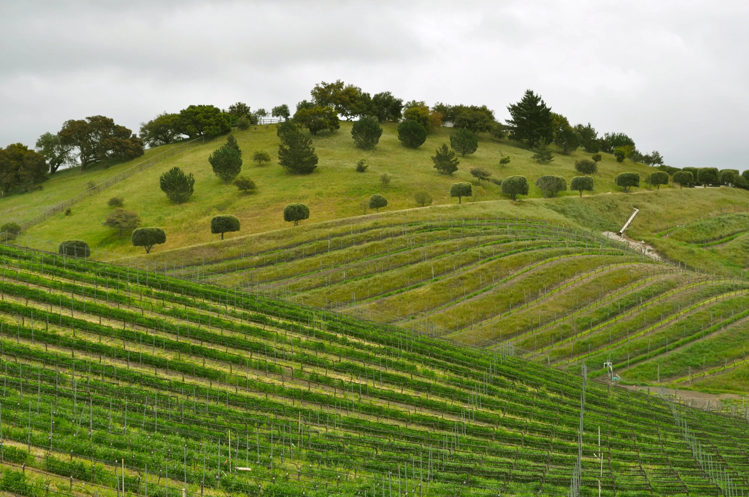 Robles Vineyard.JPG