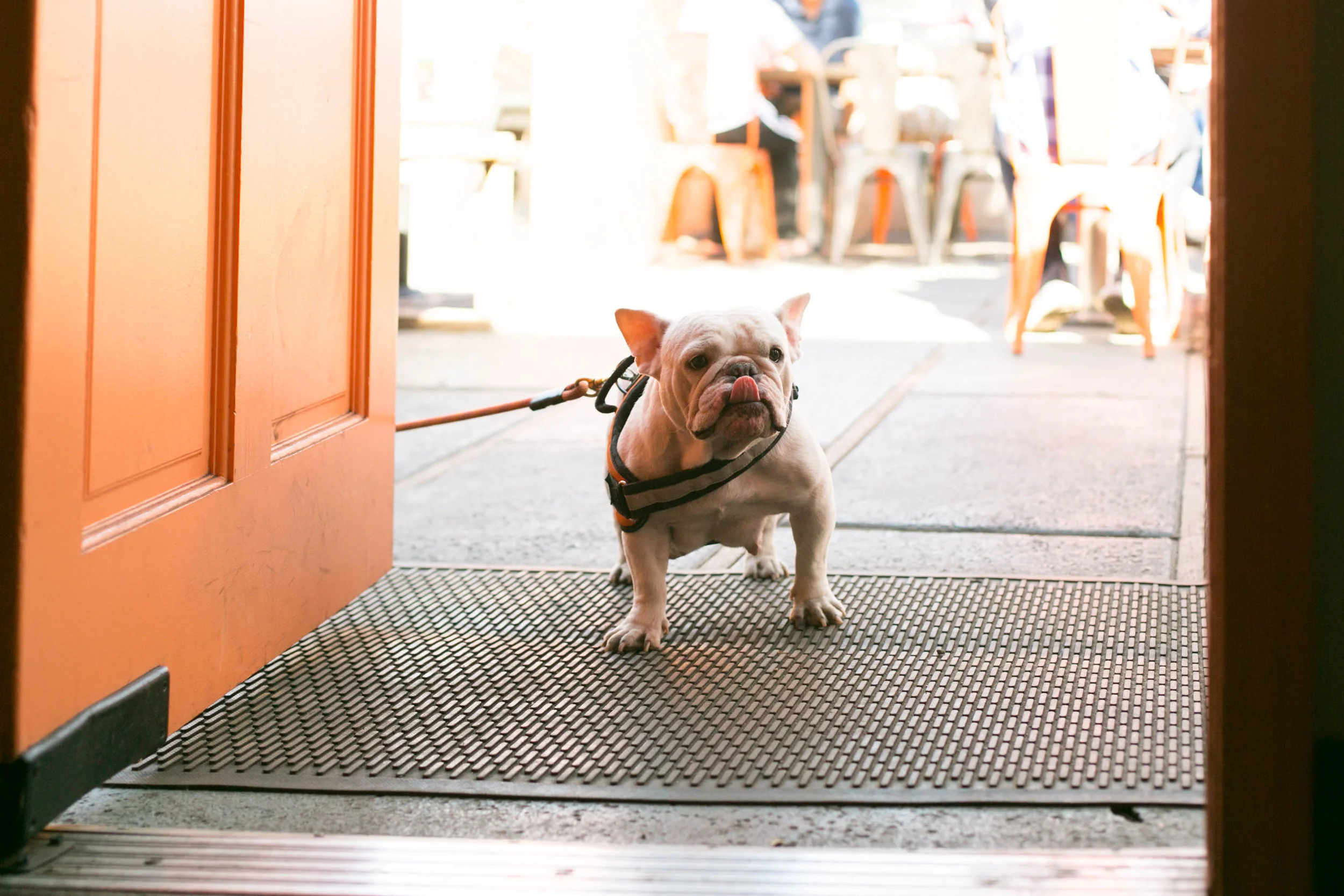 Noso Vita Dog (1 of 1).jpg