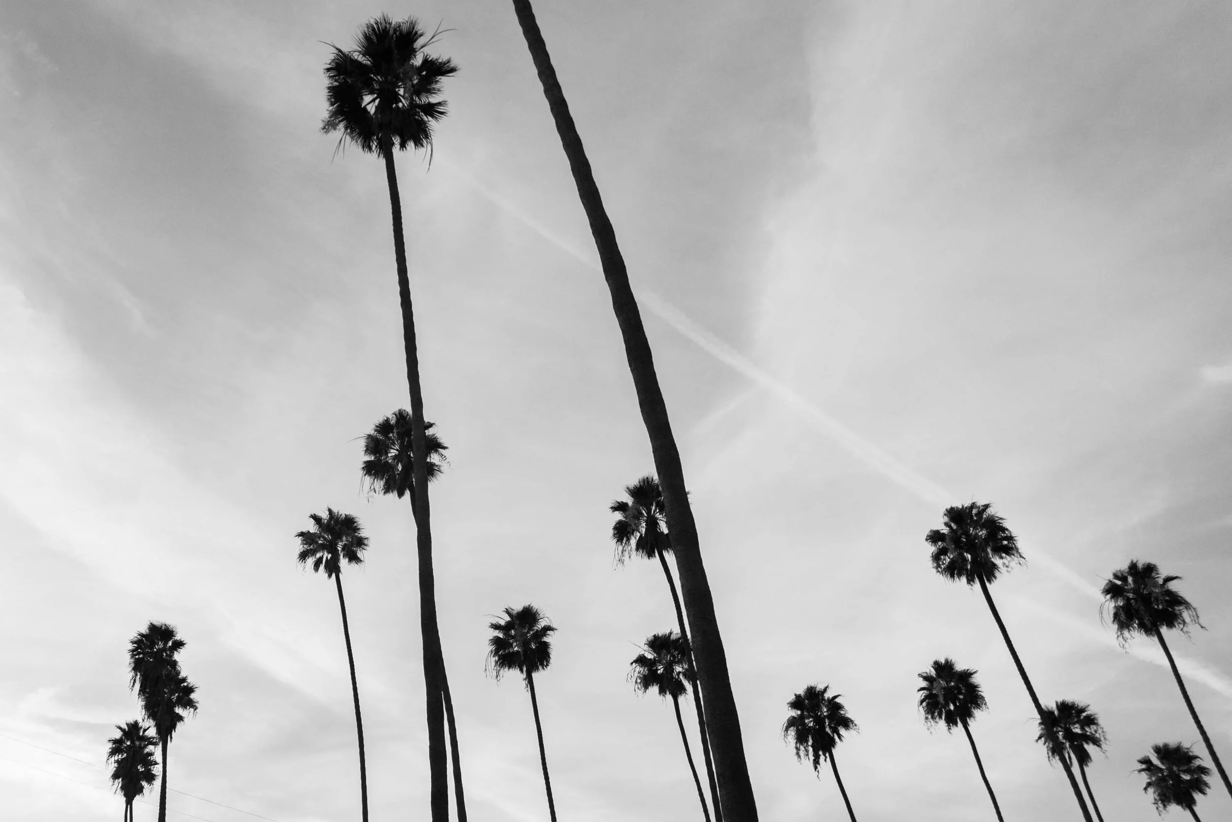 BW Palm Trees (1 of 1).jpg