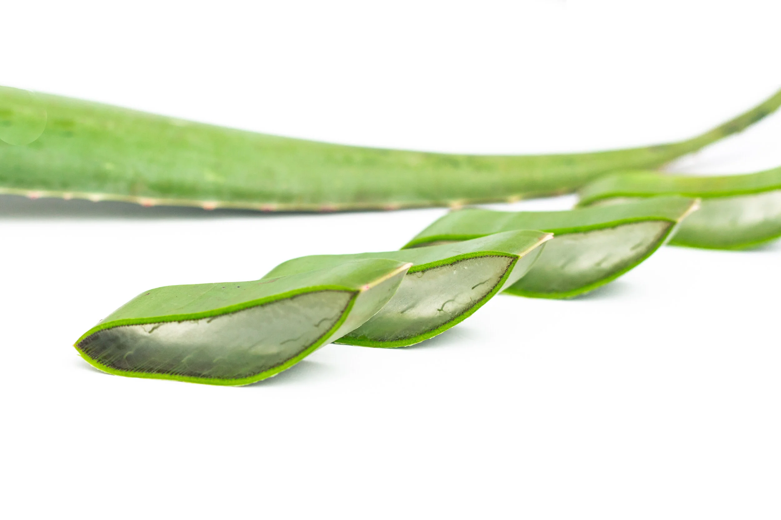 Aloe-2.jpg