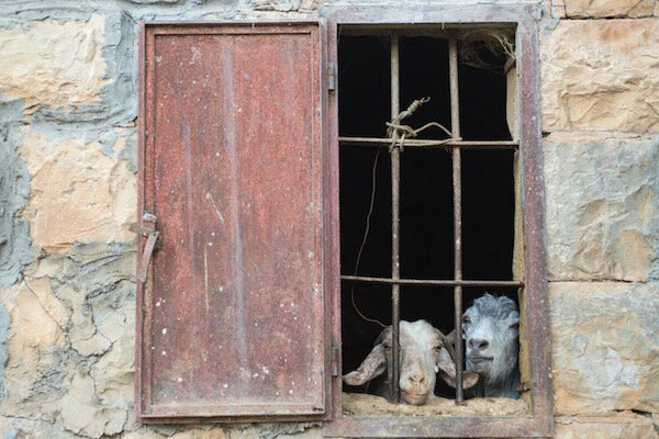 Goats2 (1 of 1)-2.jpeg