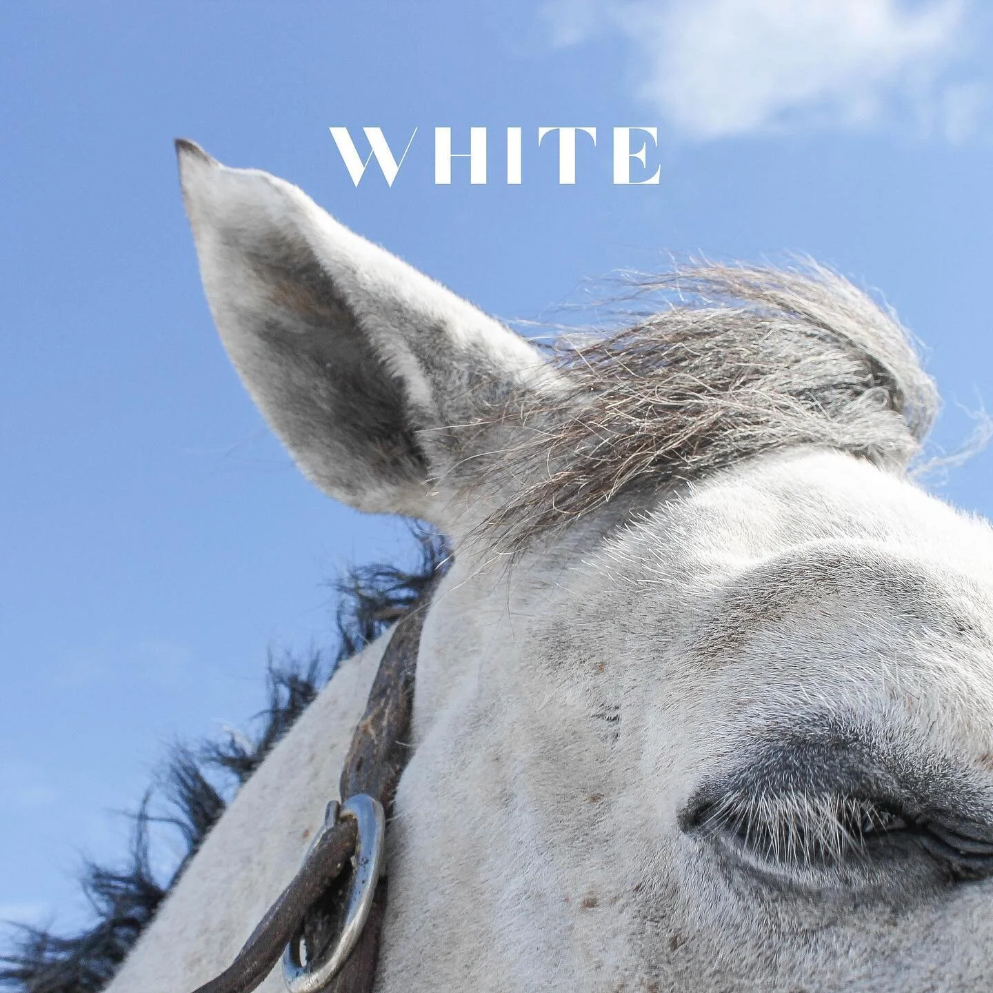 These very cold winter days have inspired me to circle back to the Color Meditation practice I began years ago. I was going through a challenging time and clung to my camera and colors to help ground me, calm me and regain control over my thoughts. U