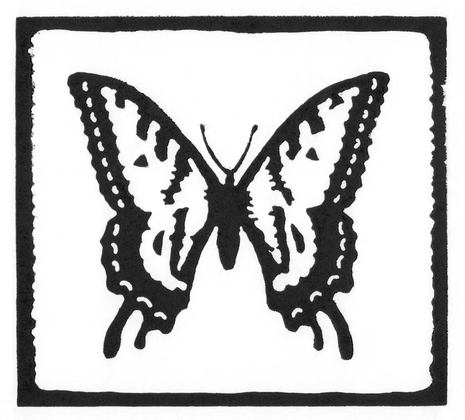 Two-Tailed Swallowtail • © Fred Montague $48 • image 6 x 5.5 • mat 12 x 12 Edition size: 88 • status: available