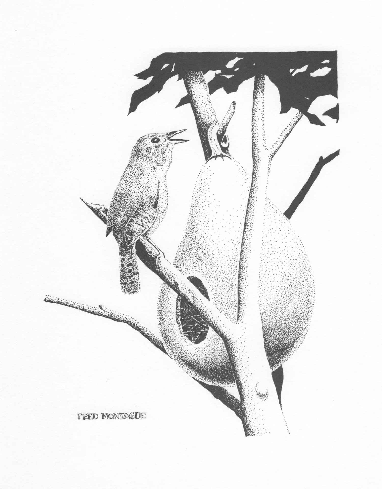 House Wren • © Fred Montague $40 • Photolithograph • image5 x 6.5 matted 8 x 10 Edition size: 200 • status: available