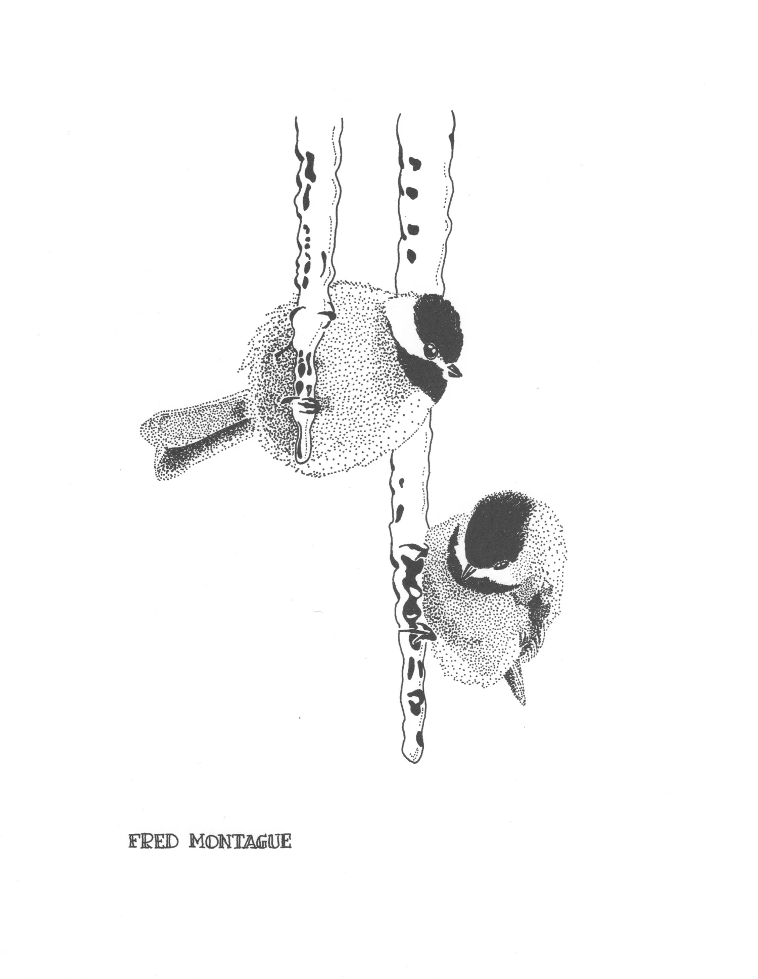 Chickadees • © Fred Montague $40 • Photolithograph • image 5 x 6.5 matted 8 x 10 Edition size: 200 • status: low quantity
