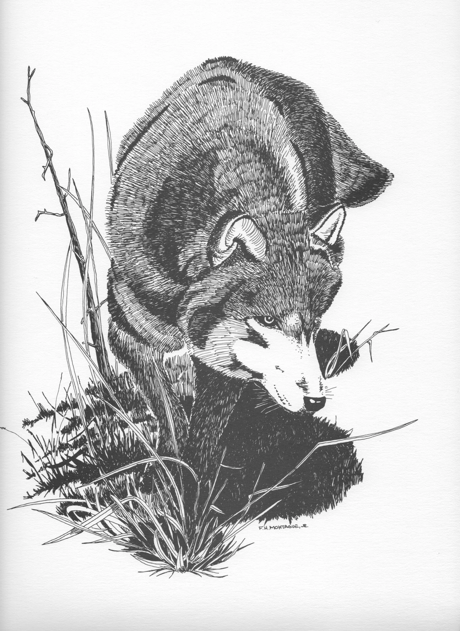 Stalking Wolf • © Fred Montague Photolithograph Status: sold out